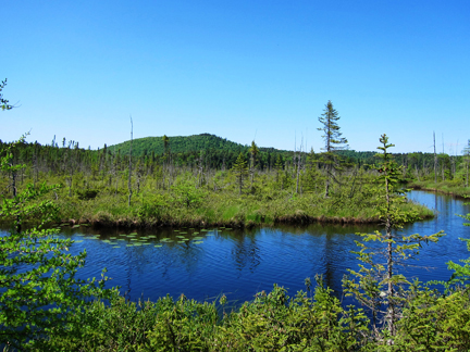 Adirondack Wetlands:  Barnum Bog from the Boreal Life Trail at the Paul Smiths VIC (3 June 2011)